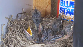 Vereins-Vogel beschlagnahmt „Trockenkammer“