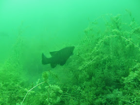 Schlechte Sicht im Pichlingersee