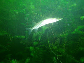 Abkühlung im Pichlingersee