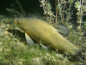 Nachttauchen im Pichlingersee